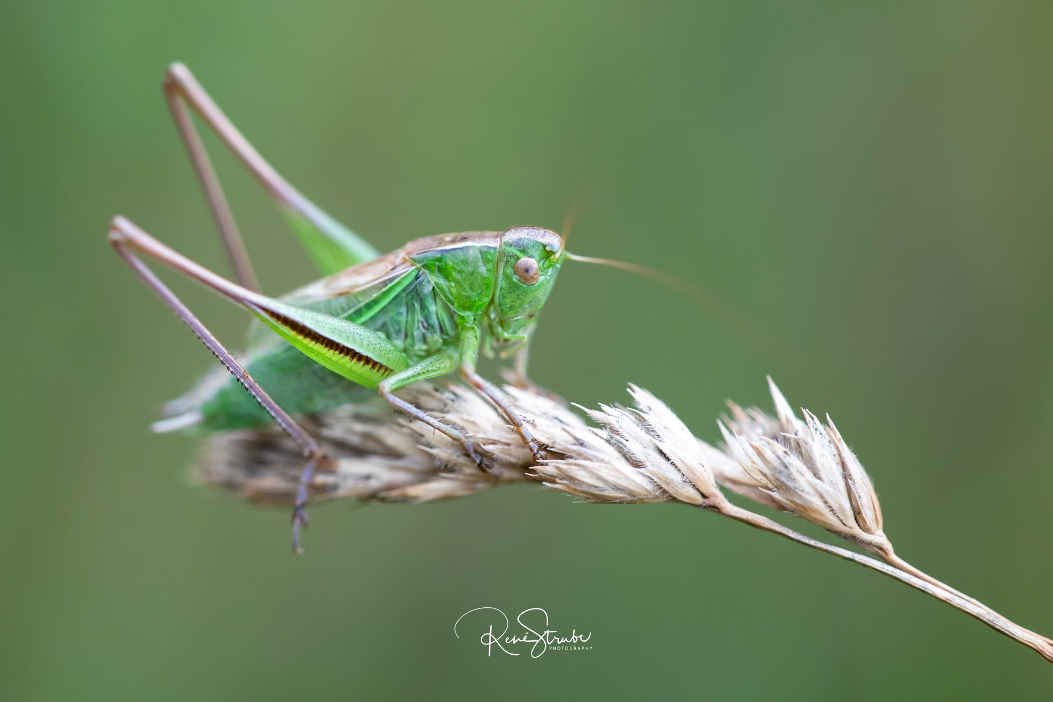 1E161466-E5E3-4358-A407-5285A4A740FA