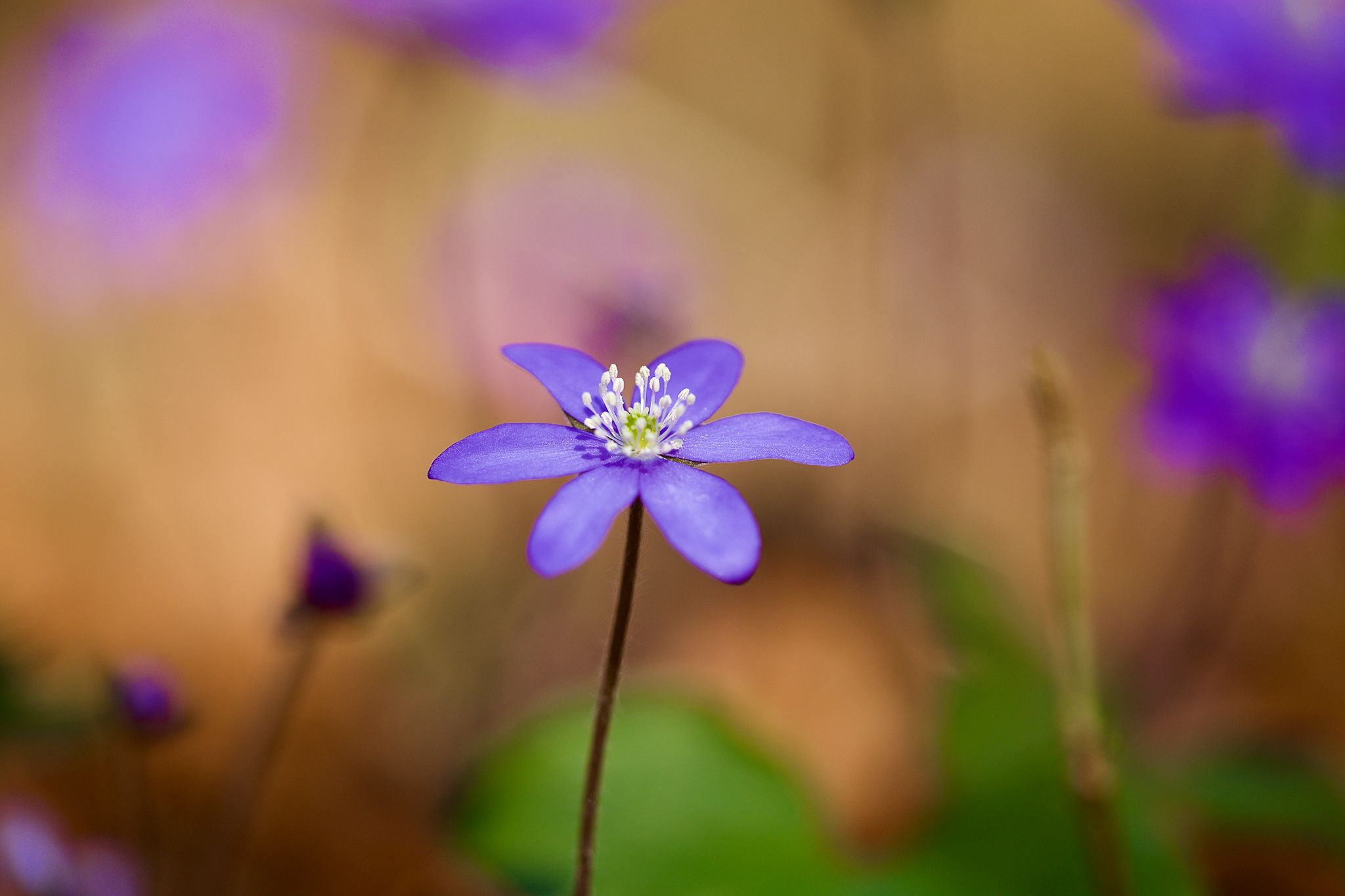 2F03A2F6-E067-47B8-8D10-C34F12BF5E74