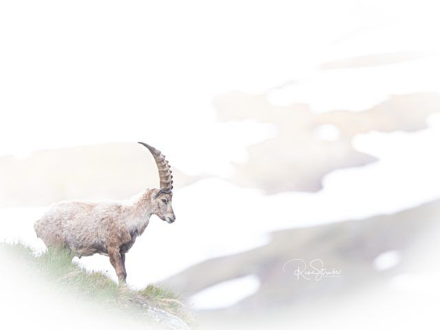 Hohe Tauern,  Großglockner.
