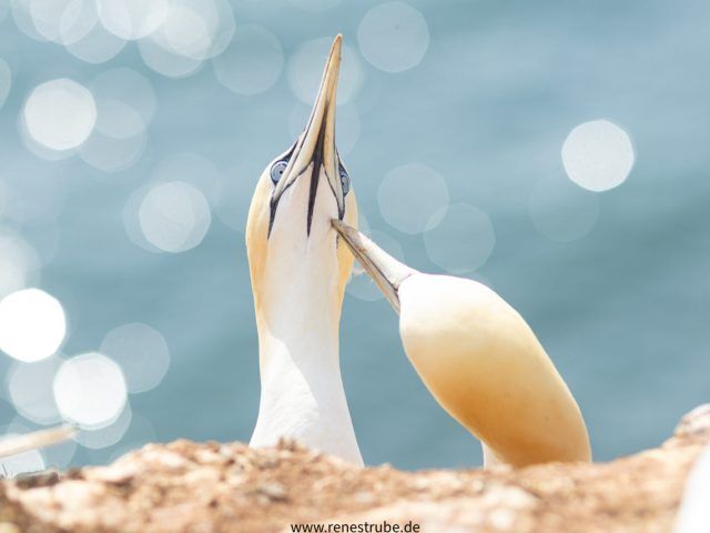 Basstölpel, Lummen und Robben